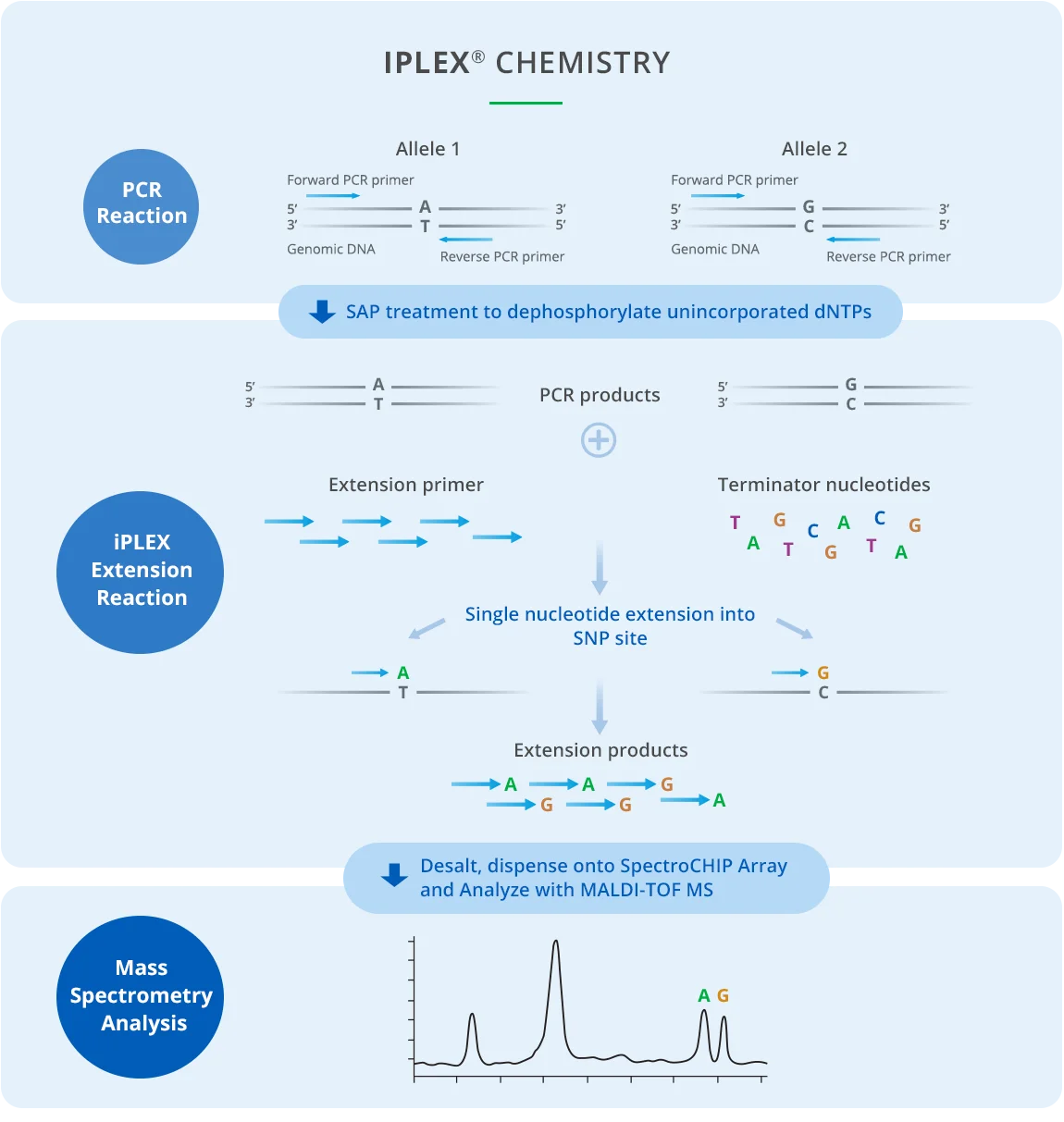 Workflow of iPLEX Pro chemistry showing PCR amplification, SAP treatment, single base extension reaction, and MALDI-TOF mass spectrometry analysis.